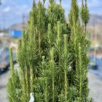 Hlavotis peckovitý (Cephalotaxus harringtonii) ´FASTIGIATA´ - výška 130-150 cm, kont. C45L